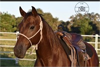 Fasas Emerald See II 2011 Bay AQHA Gelding