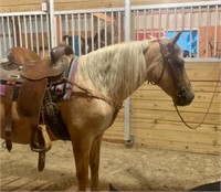 Honey Butter  12yr old Palomino Pony Mare