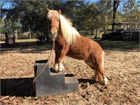 Barbie 5yr old Sorrel/Flaxen Pony Mare VIDEO