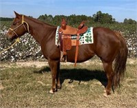 GCH Heaven Knows Why 2011 Sorrel AQHA Mare