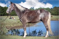Willie 12yr old Red Roan Appaloosa Pony Gelding