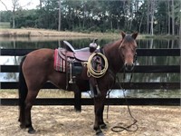 Pixie  7yr old Bay Quarter Pony Mare