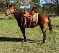 Reilly 11yr old Bay Quarter Horse Mare