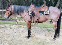 Star  10yr old Grade Bay Roan Quarter Horse Mare