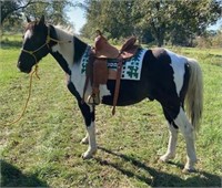 Scooter  6yr old Black/White Paint Gelding