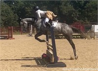 Violent Fit 2015 Grey Thoroughbred Mare VIDEO