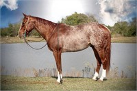 Smash Cat Starzky 2012 Red Roan AQHA Gelding