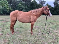 Trinity  6yr old Grade Red Dun Paint Mare