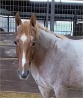 Playin In A Hurricane 2020 Red Roan AQHA Colt