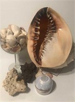 Conch Shell, Lava Rock, Coral, Shell Collection,