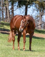 CR Tuff Lena Wood 2016 Sorrel AQHA Gelding VIDEO