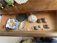 Assorted Shells in Drawer