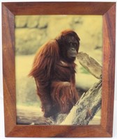 Unknown, Orangutan on Tree, Print
