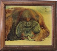 Unknown, Untitled, Orangutan Lying Down, Print