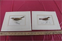 2 Vintage Bird Prints