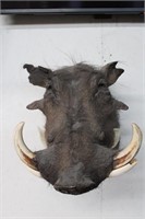 African Taxidermy Warthog