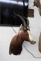 Blesbok Taxidermy Shoulder Mount