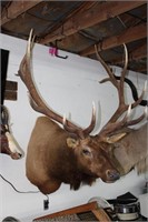 North American Elk Taxidermy Mount