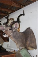 Greater Kudu  Taxidermy Mount