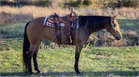 Dunit To The Whiz 2015 Buckskin AQHA Mare