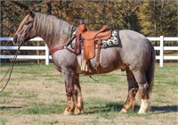 Uno  10yr old Red Roan Draft X Gelding VIDEO