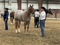Roxanne  2017 Red Roan AQHA Mare  VIDEO