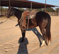 5yr old Black Grade Gelding