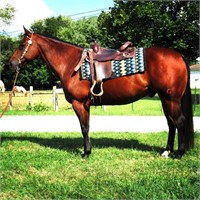 One Right Revolution  2011 Bay AQHA Gelding