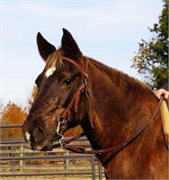 Hershey  11yr old Rocky Mountain Mare  VIDEO