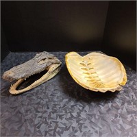 Authentic alligator head and tortoise shell