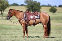 Duke Jack Pine 2018 Red Dun AQHA Gelding