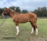 Freddy  Red Dun Overo Paint Pony Gelding VIDEO