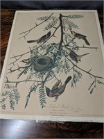 Antique 1828 Audubon Print Orchard Oriole