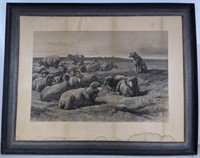 Signed Print of 1868 "Brittany Sheep" by Rosa