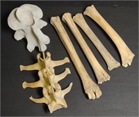 Lot Animal Bones Vertebrae