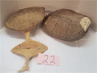 Dried Turtle Shells