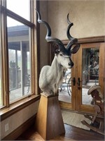Kudu Mount 8.3ft Tall by 3ft wide