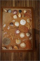 Collection of Seashell Art
