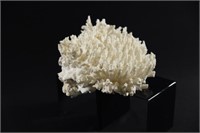 White Lace Coral Large 13"