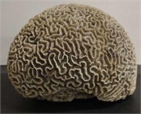 Brain Coral Specimens Approx 10"