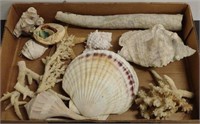 Lot w/ Sea Shells & Coral, etc.