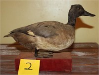 Antique Duck Mount