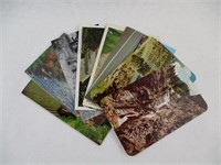 Vintage Colorado Postcards Lot Of 10