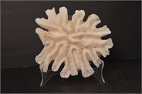 Large Wavy Brain Coral Display