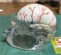 Human brain model teaching aid