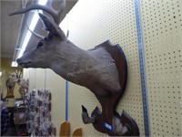 Vintage deer head mount