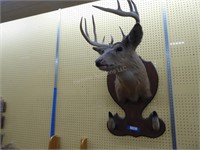 Vintage deer head mount