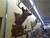 Vintage deer head & hooves mount