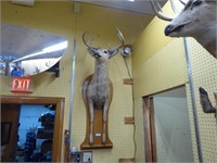 Vintage deer full front mount