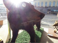 Vintage bear cub taxidermy
